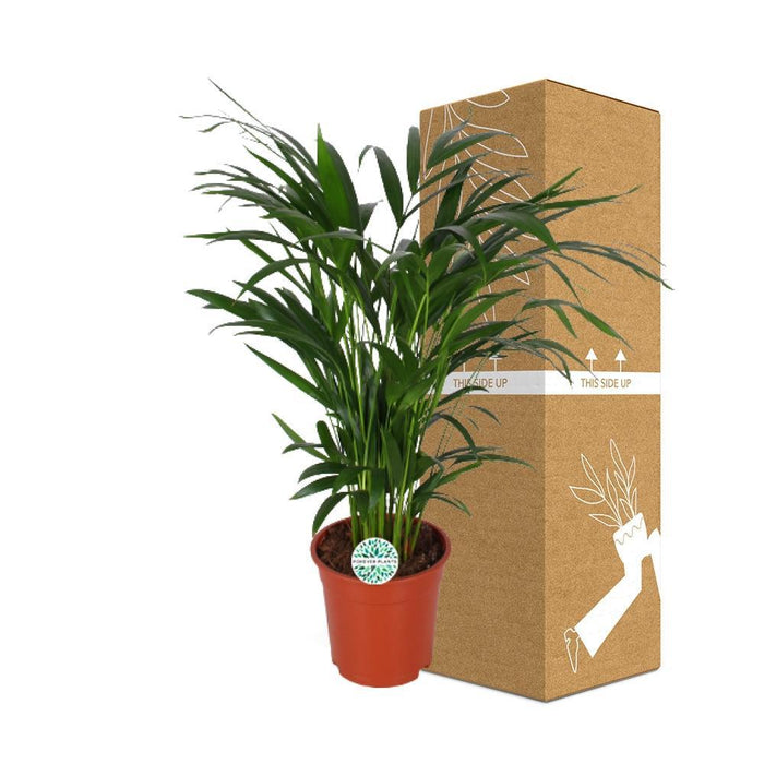Areca Palme 'Dypsis Lutescens'