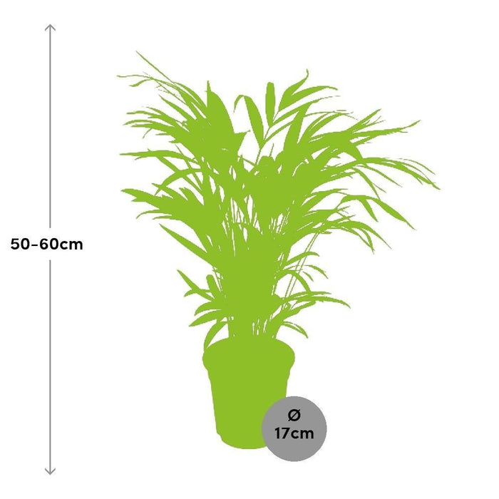 Areca Palme 'Dypsis Lutescens'