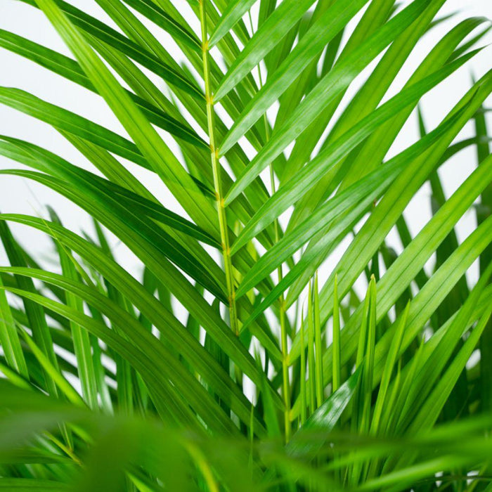 Areca Palmetræ Og Dets Naturlige Kurv H130Cm