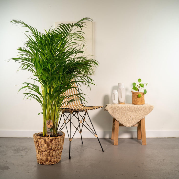 Areca Palmetræ Og Dets Naturlige Kurv H130Cm