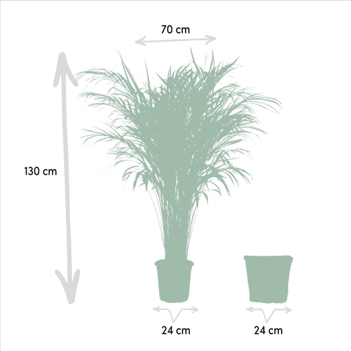 Areca Palmetræ Og Dets Naturlige Kurv H130Cm