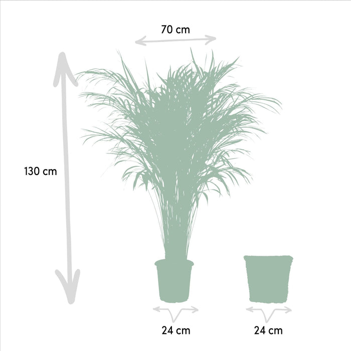 Areca Palmetræ Og Dets Naturlige Kurv H130Cm