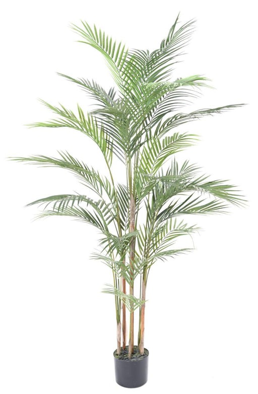 Areca Plast Palme 150Cm Til Indvendig Og Udvendig