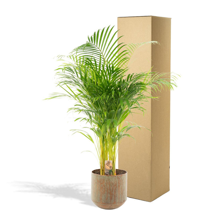 Areca Palm Tree Xl Og Dets Dæksel H130Cm