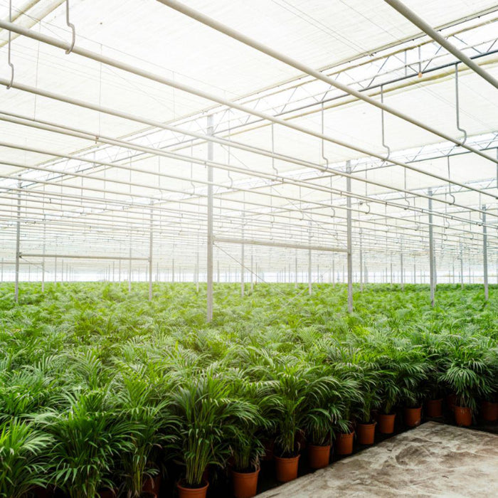 Areca Palm Tree Xl Og Dets Dæksel H130Cm