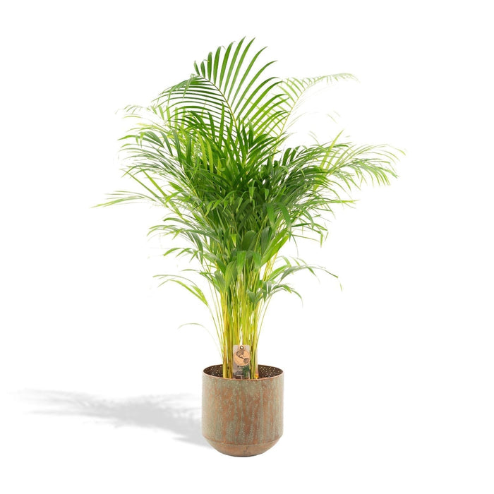Areca Palm Tree Xl Og Dets Dæksel H130Cm