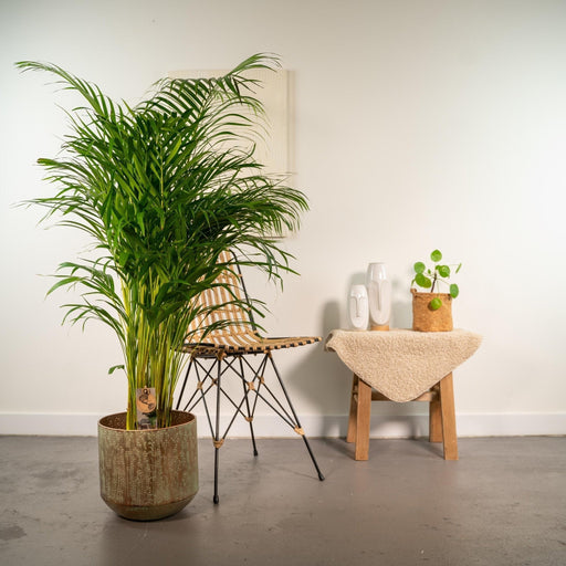 Areca Palm Tree Xl Og Dets Dæksel H130Cm