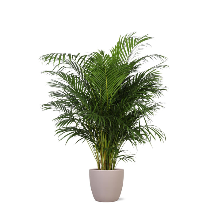 Areca Palmetræ Og Dets Potte