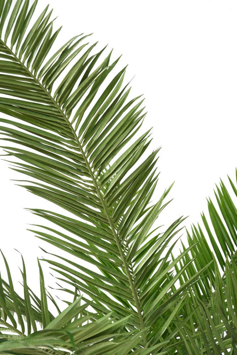 Kunstigt Kanarisk Palmetræ 350 Cm Til Indendørs