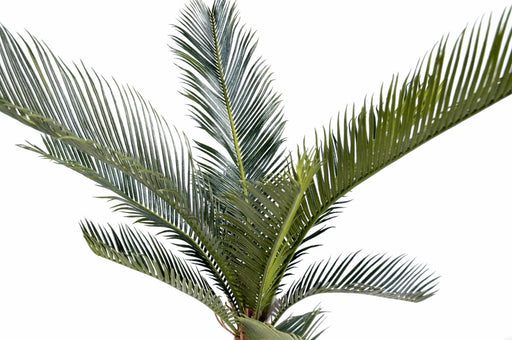 Kunstig Cycas Palme 60Cm Til Indendørs Og Udendørs