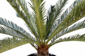 Kunstig Cycas Palm 100 Cm Til Indendørs