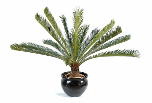 Kunstig Cycas Palm 100 Cm Til Indendørs