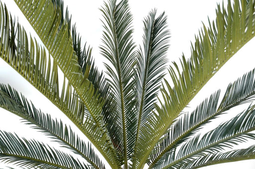 Kunstig Cycas Palme 200 Cm Indendørs Plante