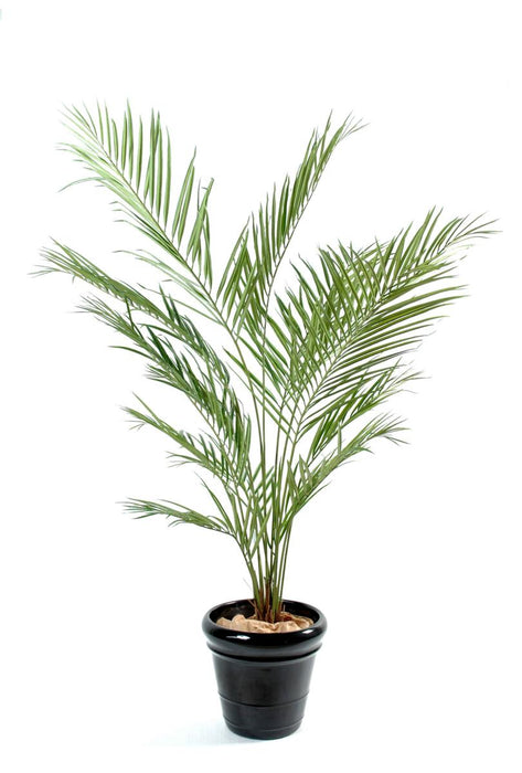 Kunstig Kentia Palme 150 Cm Indvendig Dekoration