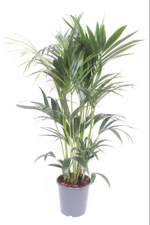 Kentia Palme - H120Cm, Ø24Cm - Stor Indendørs Plante