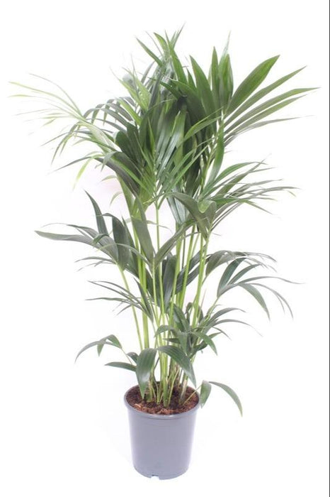 Kentia Palme - H120Cm, Ø24Cm - Stor Indendørs Plante
