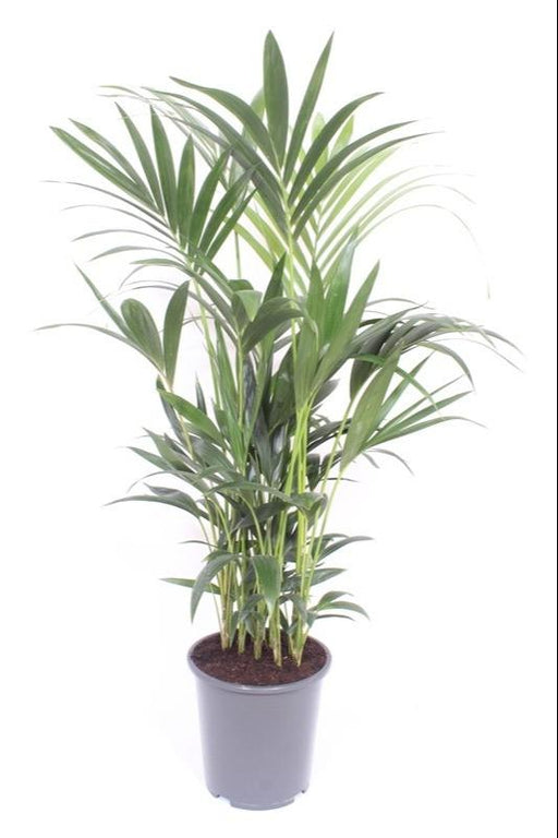 Kentia Palme - H120Cm, Ø27Cm - Stor Indendørs Plante