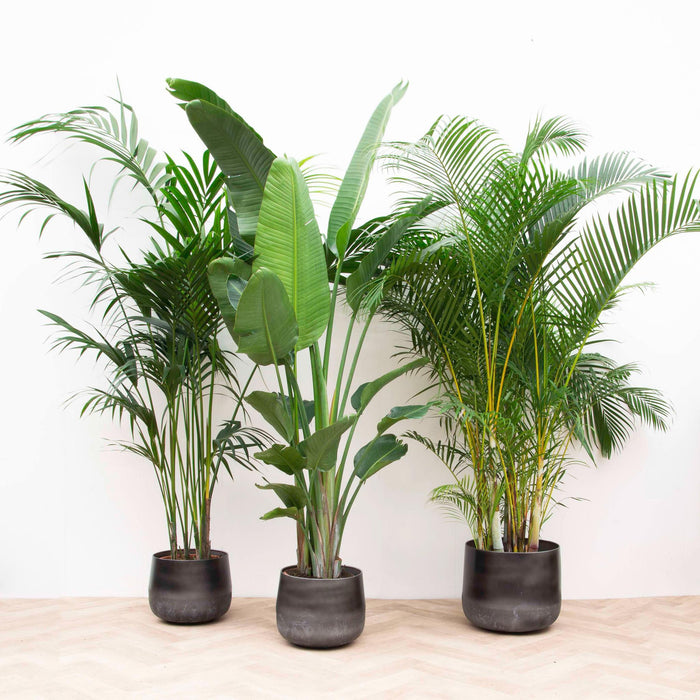 Kentia Palm, Strelitzia Augusta, Areca Palm - Sæt Med 3 Planter - Gaveæske