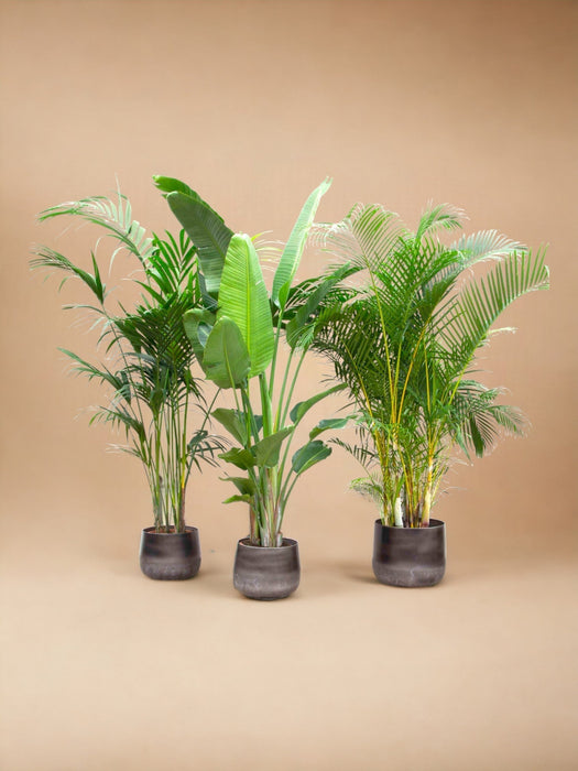 Kentia Palm, Strelitzia Augusta, Areca Palm - Sæt Med 3 Planter - Gaveæske