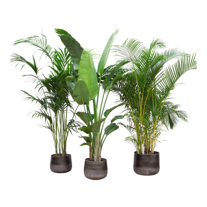 Kentia Palm, Strelitzia Augusta, Areca Palm - Sæt Med 3 Planter - Gaveæske