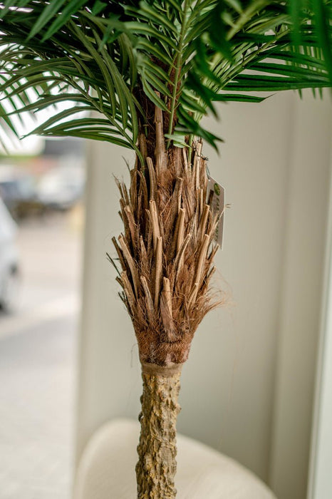 Luksus Phoenix Palm - Kunstigt Træ