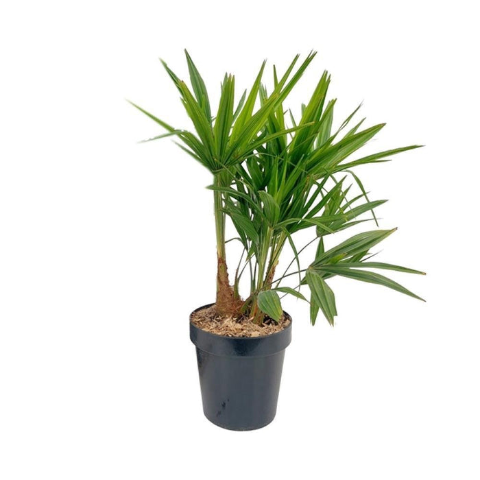 Trachycarpus Fortunei Palme