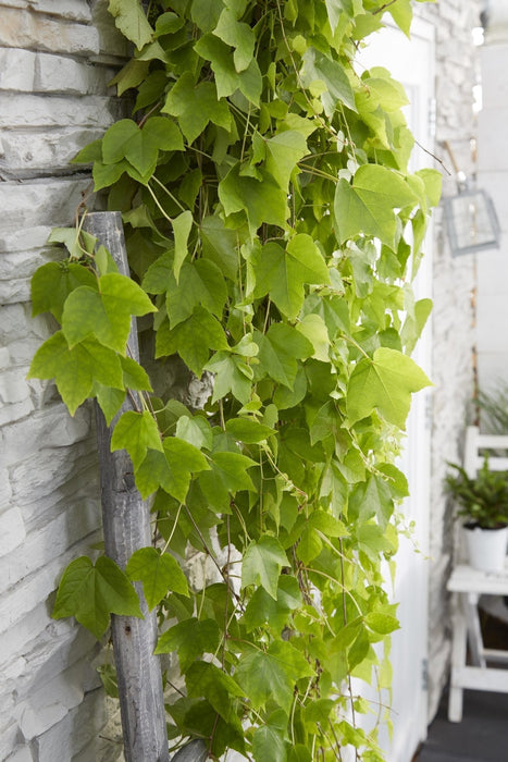 Parthenocissus Tricuspidata 'Fenway Park'