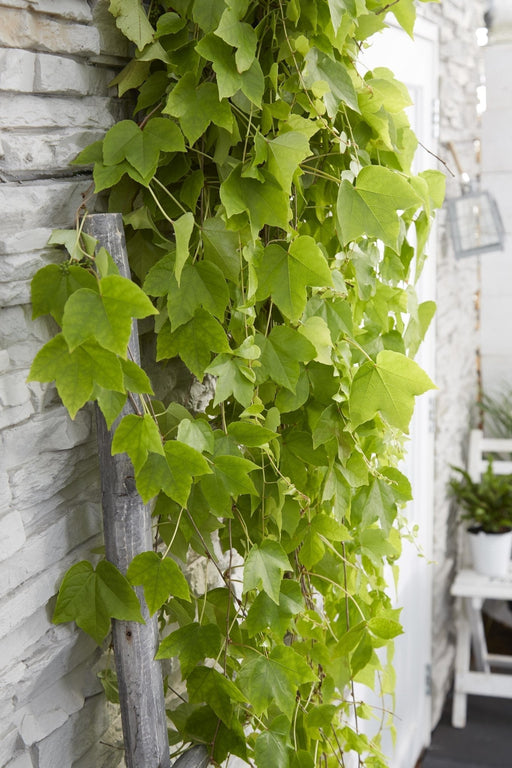 Parthenocissus Tricuspidata 'Fenway Park'