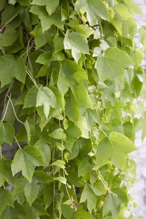 Parthenocissus Tricuspidata 'Fenway Park'