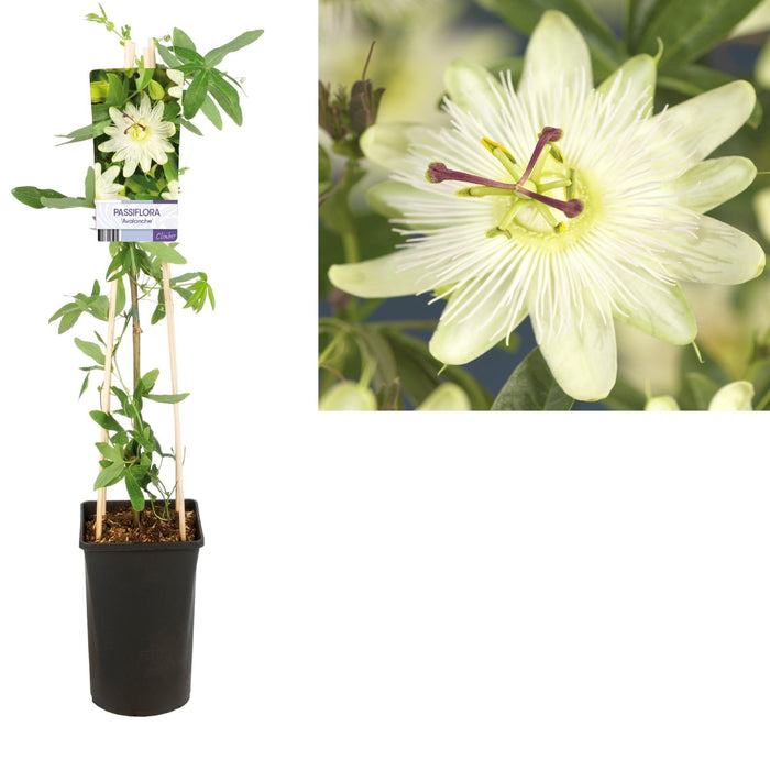 Passionsblomst Lavine D17Cm H75Cm