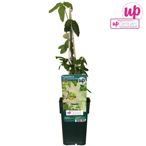 Passionsblomst Caerulea Constance Elliot - Klatreblomstrende Plante