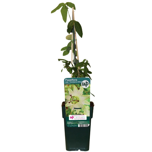 Passionsblomst Caerulea Constance Elliot - Klatreblomstrende Plante