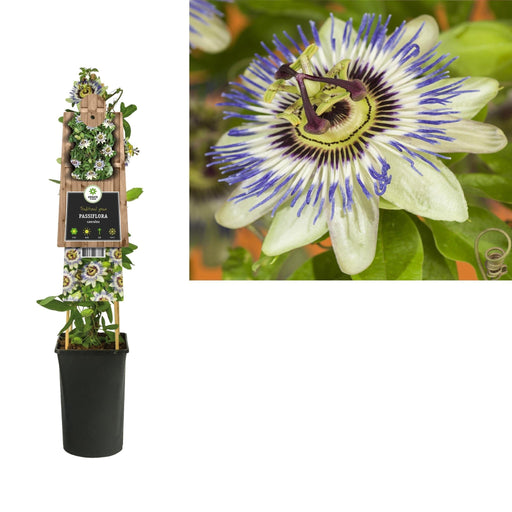 Passionsblomst Caerulea D17Cm H75Cm