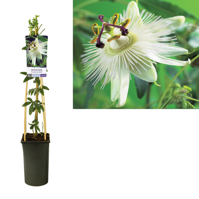Passionsblomst Constance Elliott D17Cm H75Cm