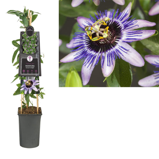 Passionflower Damsel'S Delight D17Cm H75Cm