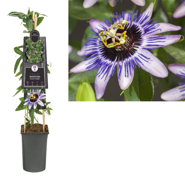 Passionflower Damsel'S Delight D17Cm H75Cm