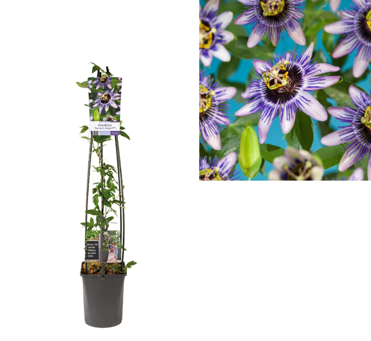Passionflower Damsel'S Delight D23Cm H115Cm