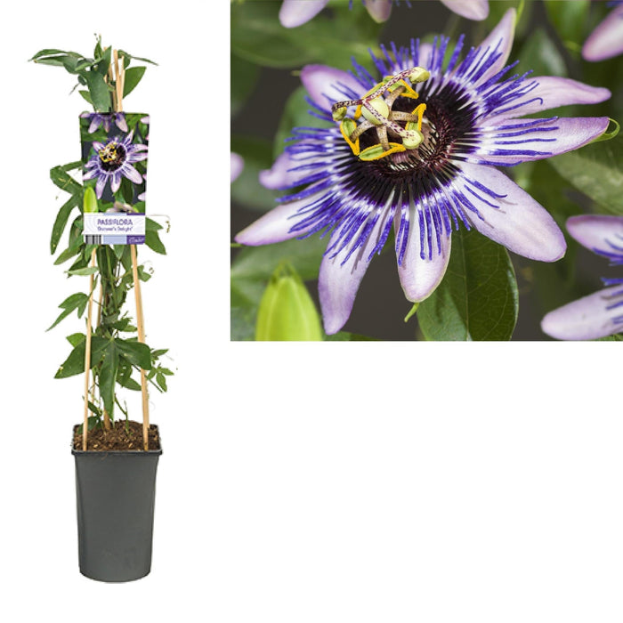 Passionsblomst 'Damsel'S Delight'