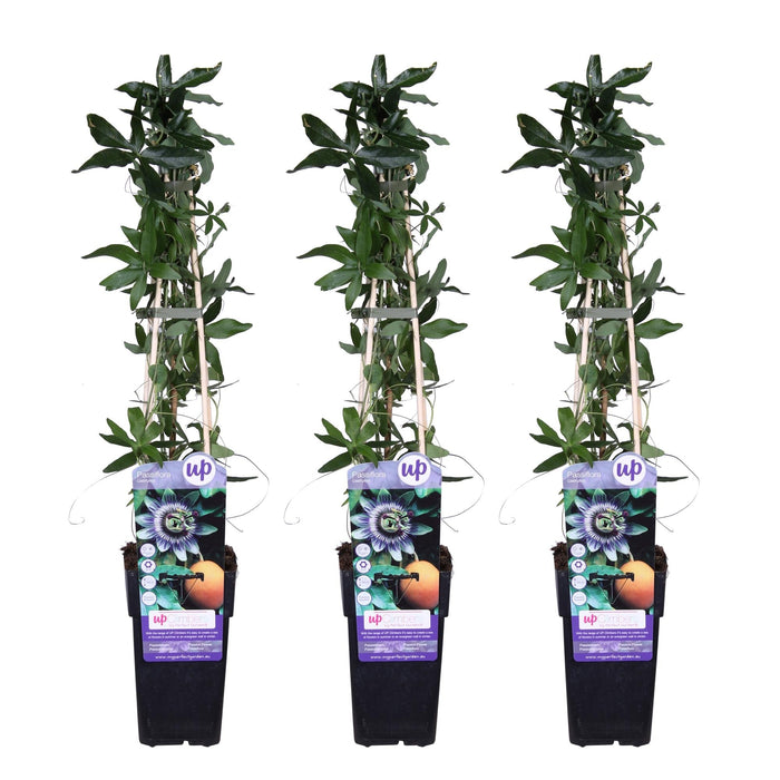 Passionsblomst - Sæt Med 3