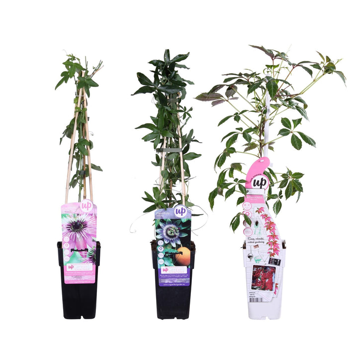 Passionsblomst 'Mix' Sæt På 3 - ↨65Cm - Ø15 - Klatreblomstrende Plante