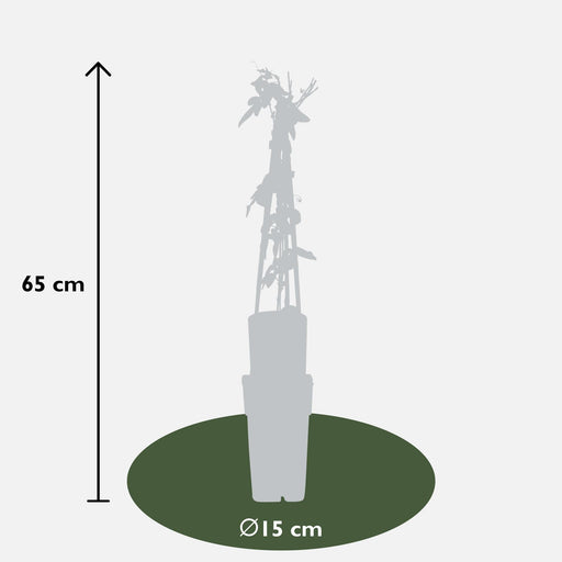 Passionsblomst 'Purple Haze'