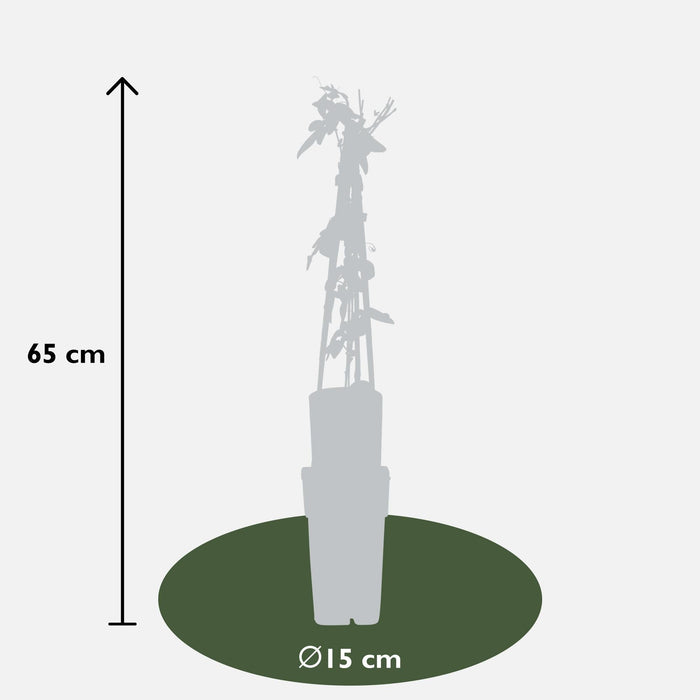 Passionsblomst 'Purple Haze'