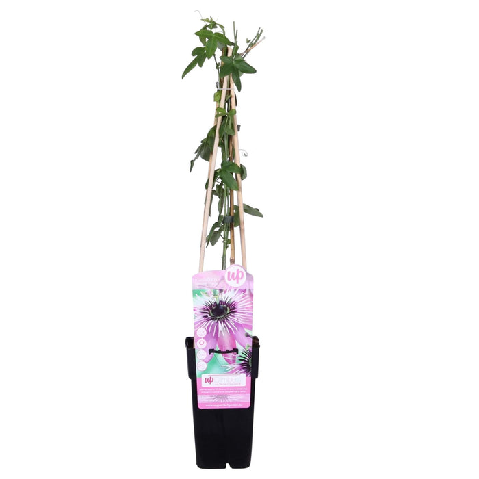 Passionsblomst 'Purple Haze'