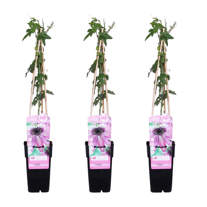 Passionsblomst 'Purple Haze' Sæt På 3 - ↨65Cm - Ø15 - Klatreblomstrende Plante