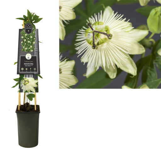 Passionsblomst Snedronning D17Cm H75Cm