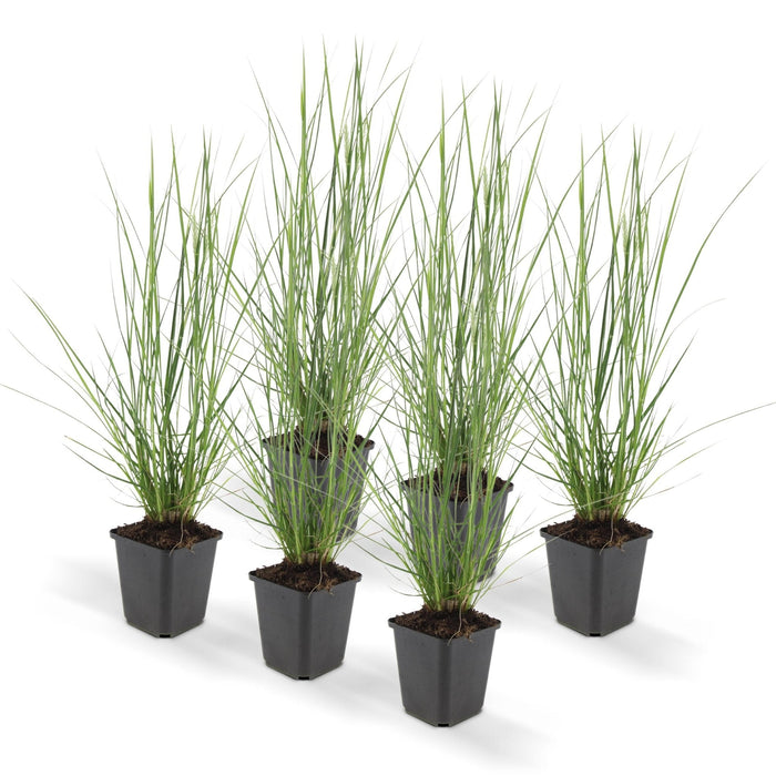 Pennisetum Alopecuroides 'Hameln'