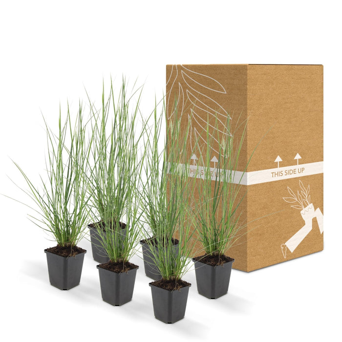 Pennisetum Alopecuroides 'Hameln'