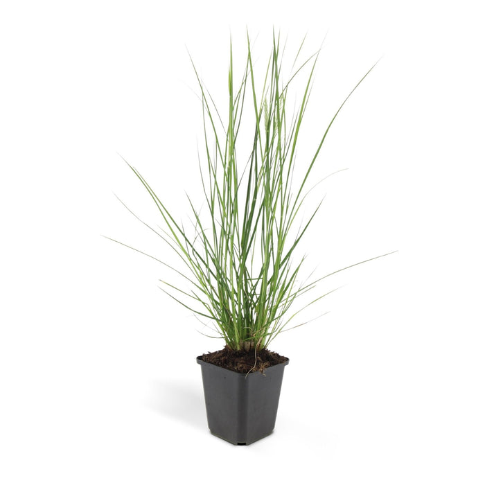 Pennisetum Alopecuroides 'Hameln'