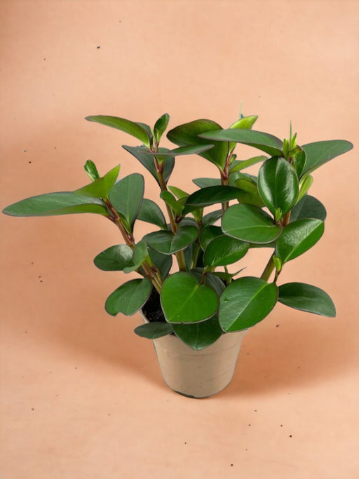 Peperomia Clusiifolia Rød Margin