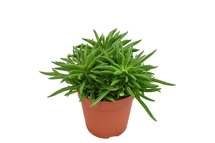 Peperomia Happy Bean H15Cm - Mini Stueplante